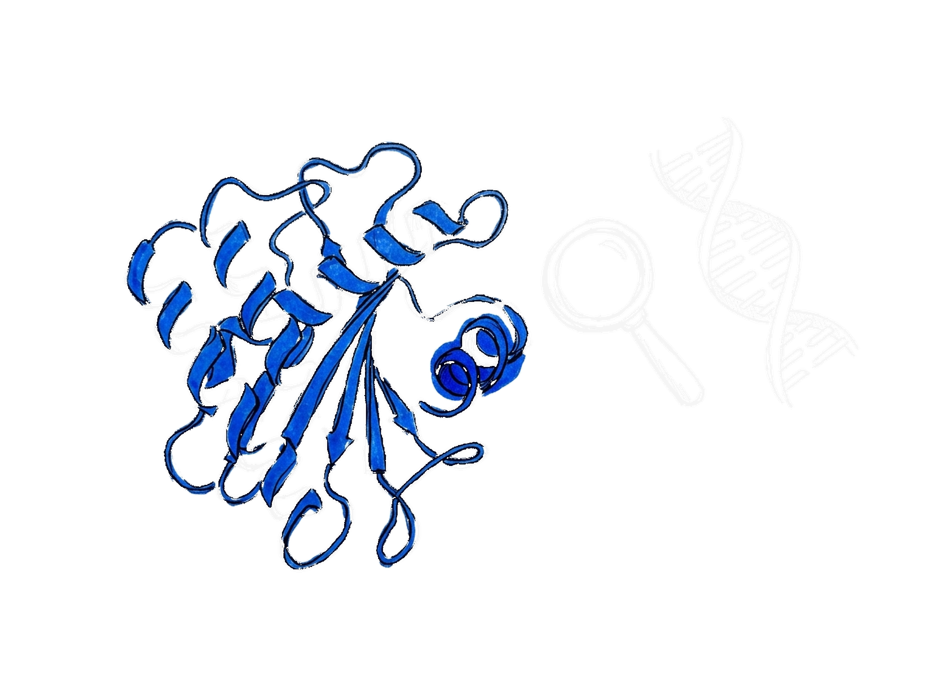 Tuschskizze eines elektroblauen Proteinbands neben Lupe und DNA-Doppelhelix