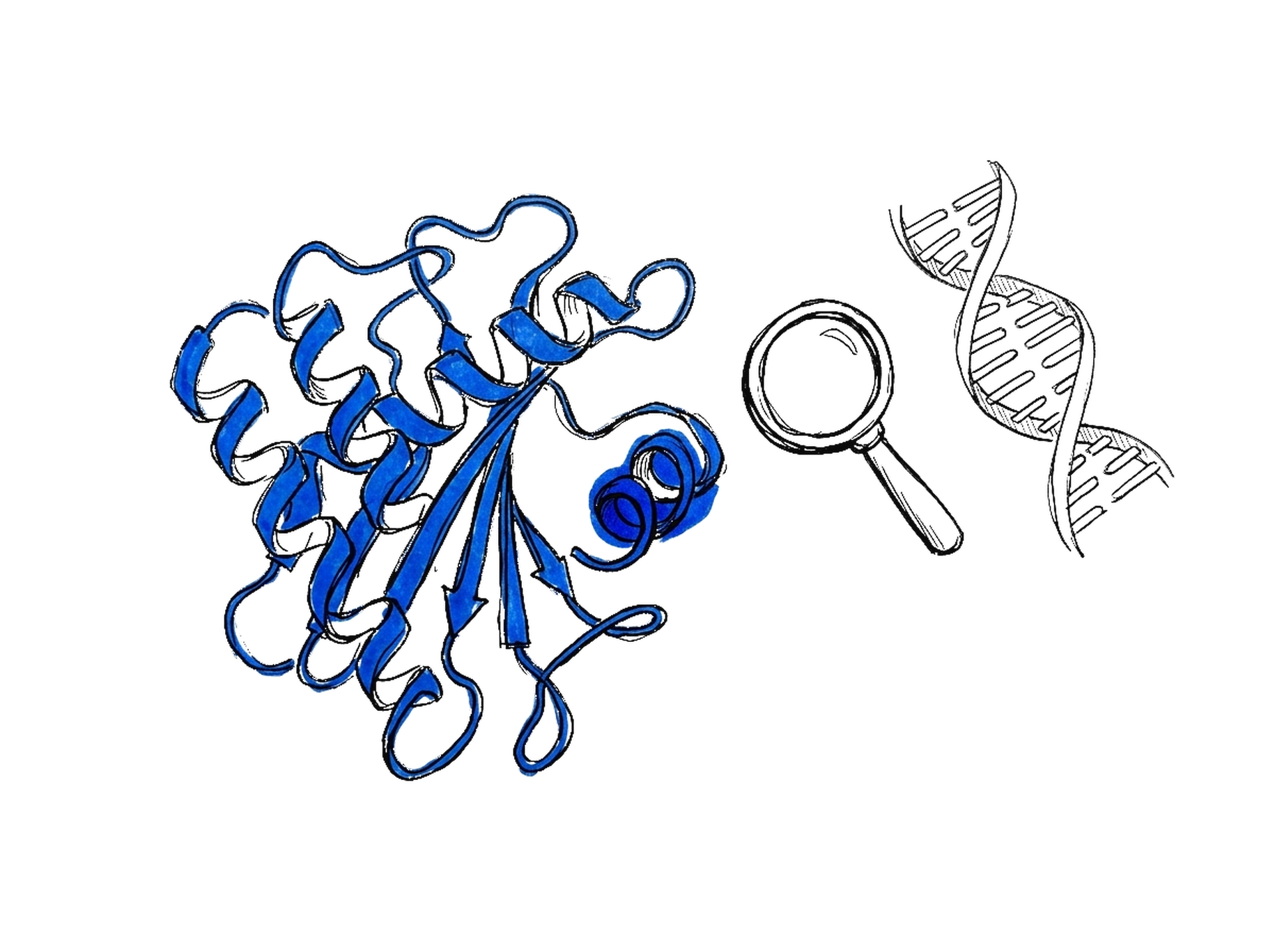 Tuschskizze eines elektroblauen Proteinbands neben Lupe und DNA-Doppelhelix
